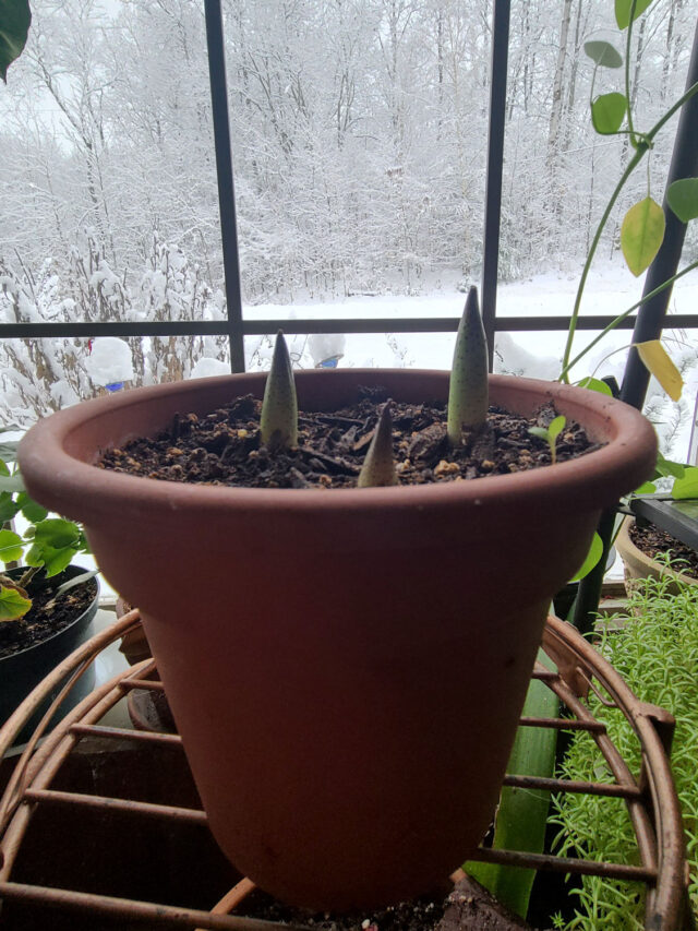 Scilla madeirensis emerging