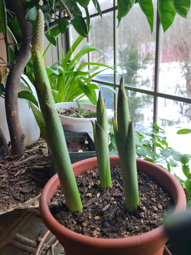 Scilla madeirensis on the verge of blooming