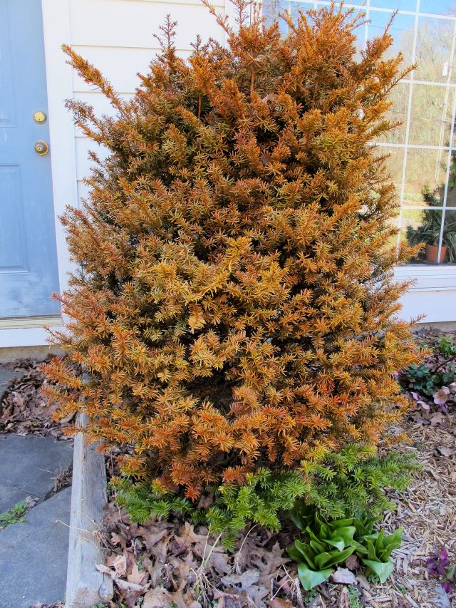 winter-killed yew evergreen shrub