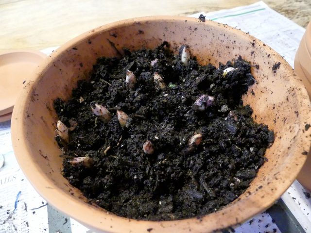 lily of the valley pips potted up