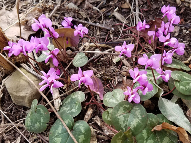 cyclamen coum