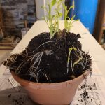 A Dahlia Grows in the Basement