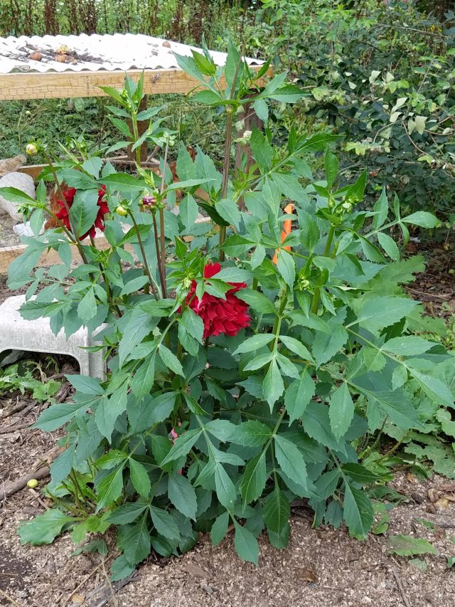 dahlia in compost pile