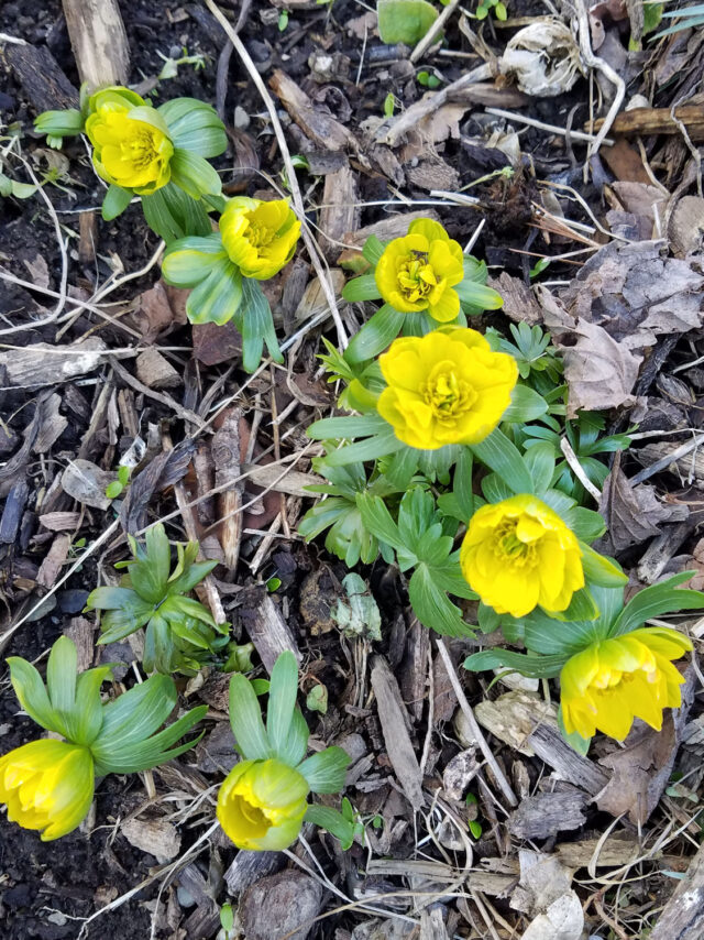 eranthis hyemalis Flore Pleno