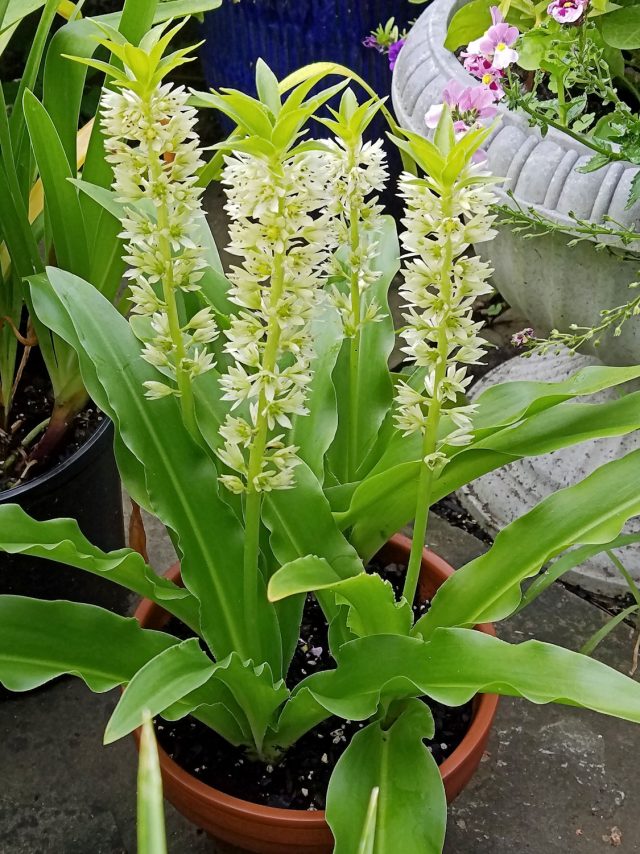 pineapple lily eucomis comosa