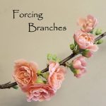 Forcing branches