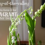 How to Have Fragrant Lily of the Valley in Winter