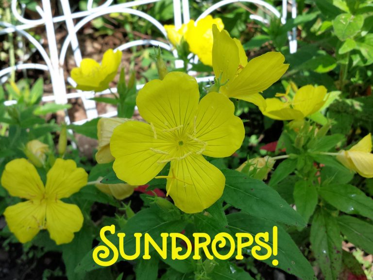Sundrops Add Sunshine To My Garden: Wildflower Wednesday