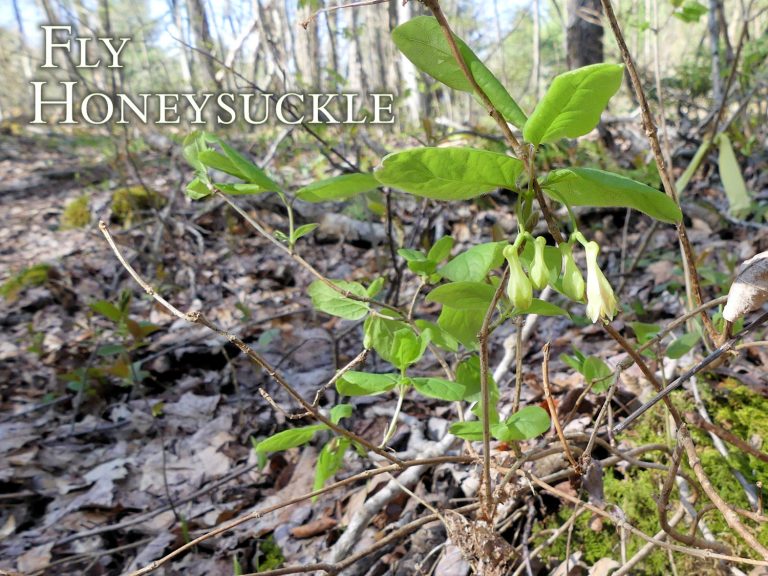 Fly Honeysuckle is my earliest-blooming native shrub