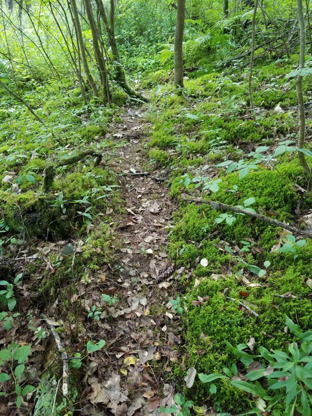 mossy path leading to the treasure of the birthday treasure hunt