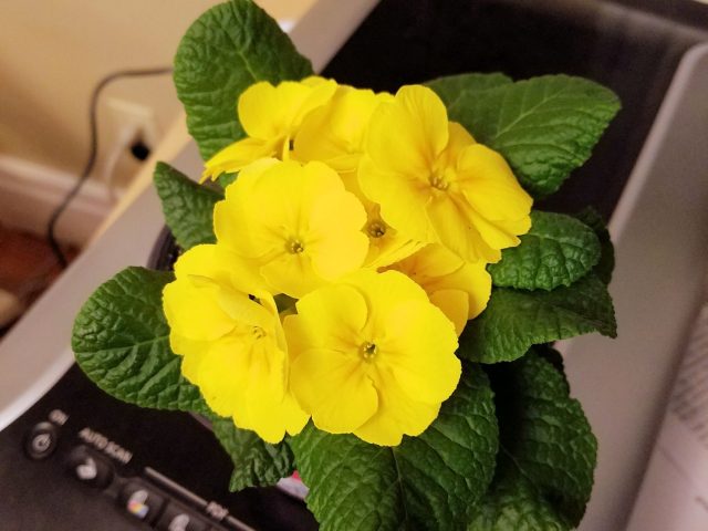 primrose from store