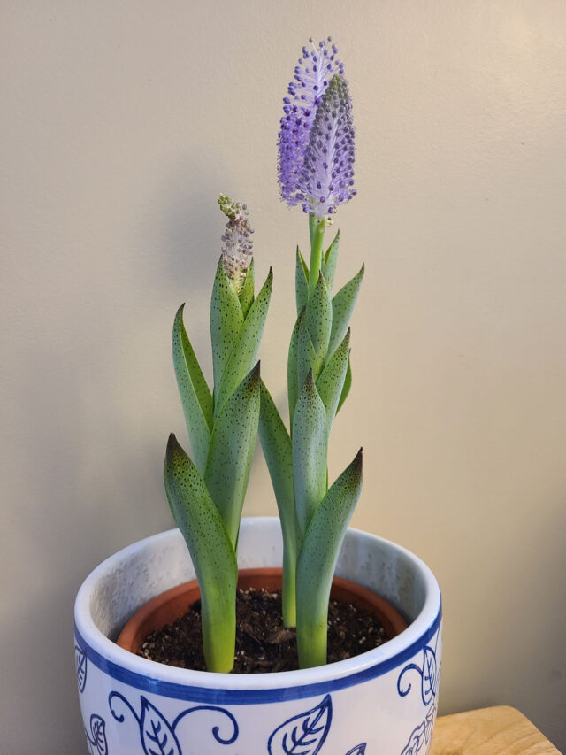 scilla madeirense in pot