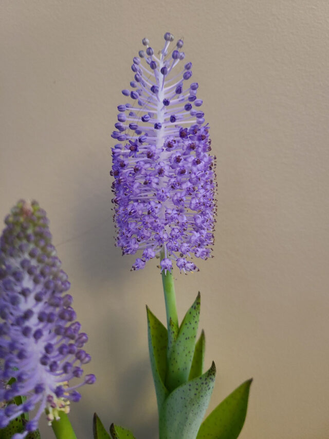 scilla madeirensis in full bloom