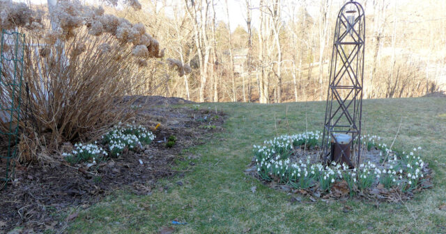 snowdrops galanthus S Arnott in the front yard garden