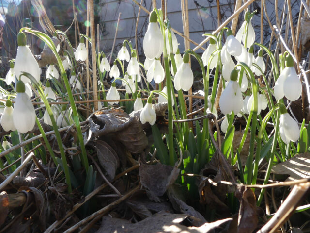 snowdrops S Arnott galanthus