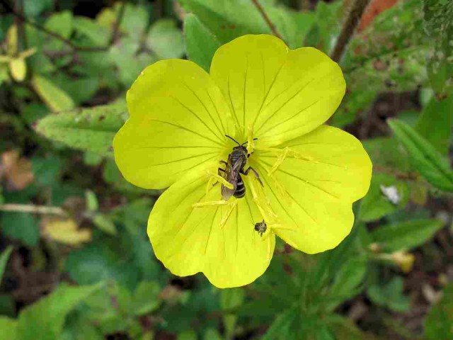 sundrops visited by insects